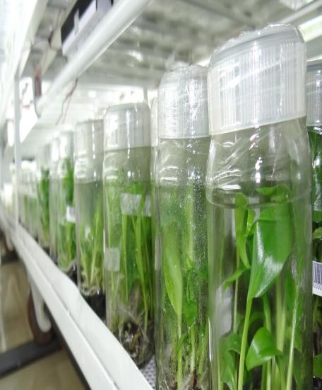 Biotech